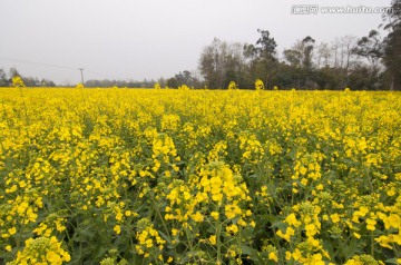 成都平原油菜花