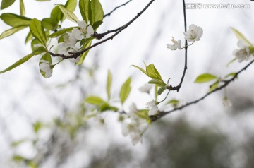 李子花