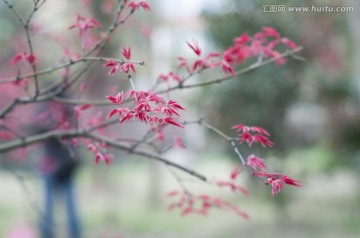 红枫叶
