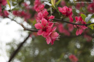 海棠花