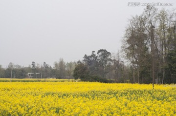 成都平原油菜花