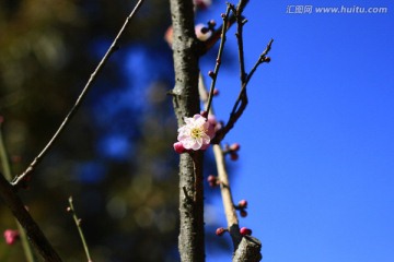 红梅