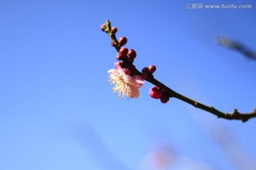 红梅