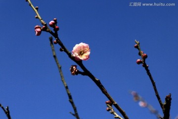 红梅