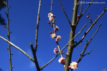 红梅
