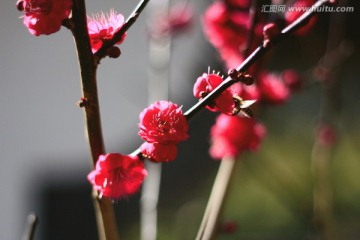 红梅