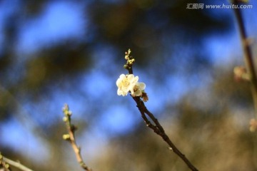 白梅