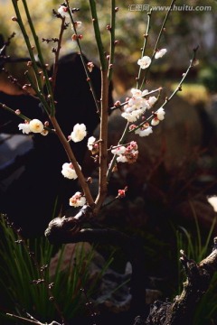 白梅