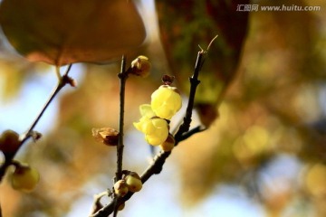 蜡梅