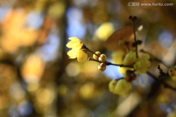 蜡梅