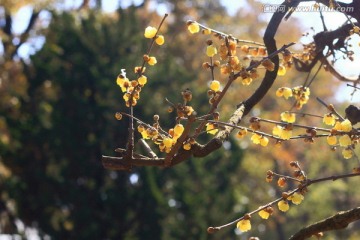 蜡梅