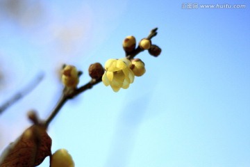 蜡梅