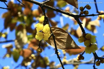 蜡梅