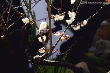 白梅