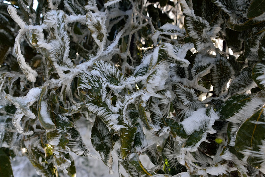 雪花