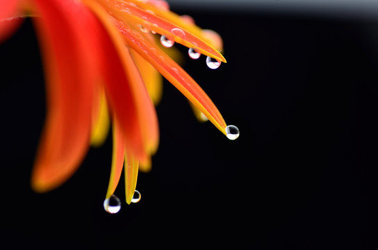 水珠 花 叶 水滴
