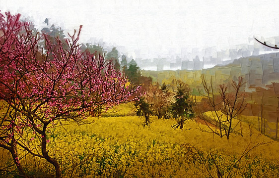 油菜花