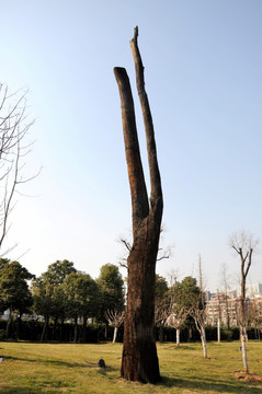 树木雕塑 古树枯树