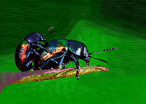 昆虫彩画