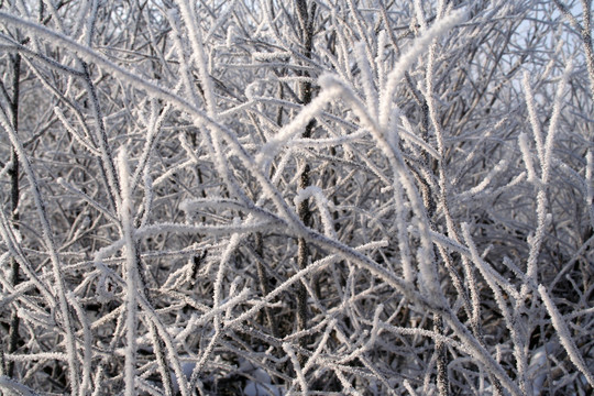 树木傲雪凌霜