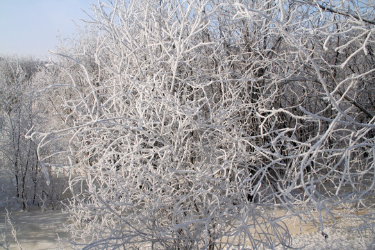 冬季树木披上白纱