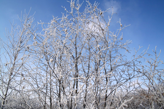 冬天树戴上冰花