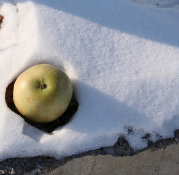 雪地里的冻苹果