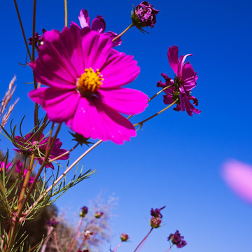 格桑花