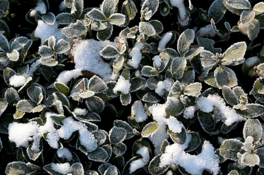 雪中的植物