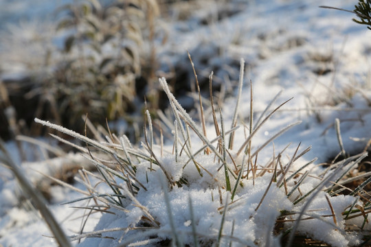 雪中的植物