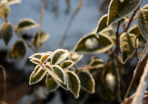 雪中的植物