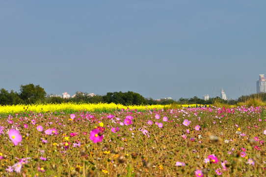 花海 格桑花 波斯菊