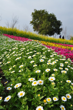 花海 洋甘菊