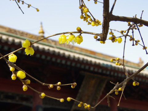 腊梅花