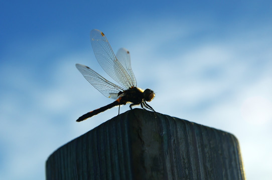木桩上小憩的蜻蜓