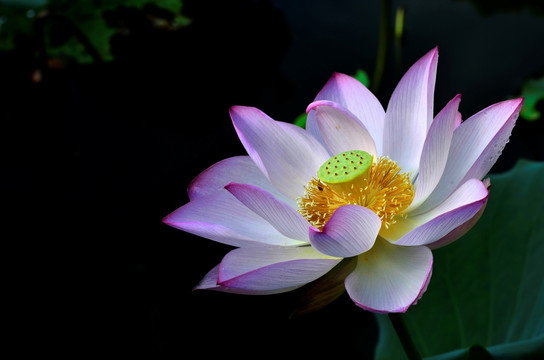 花 荷花 蜜蜂 蜂 夏荷