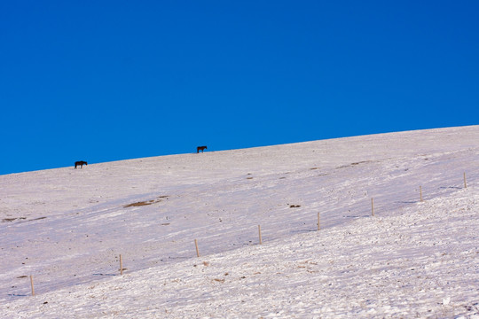 雪山  山坡