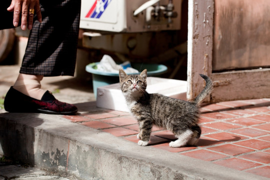 猫 虎斑猫 猫咪 宠物猫 家畜