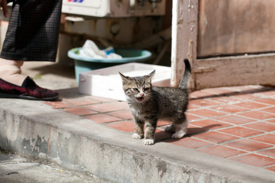 猫 虎斑猫 猫咪 宠物猫 家畜