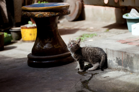 猫 虎斑猫 猫咪 宠物猫 家畜