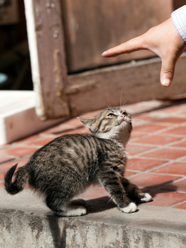 猫 虎斑猫 猫咪 宠物猫 家畜