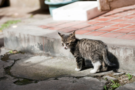 猫 虎斑猫 猫咪 宠物猫 家畜