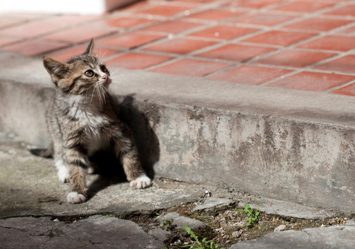 猫 虎斑猫 猫咪 宠物猫 家畜