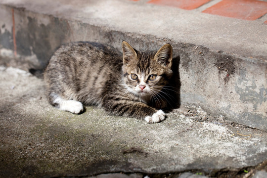 猫 虎斑猫 猫咪 宠物猫 家畜