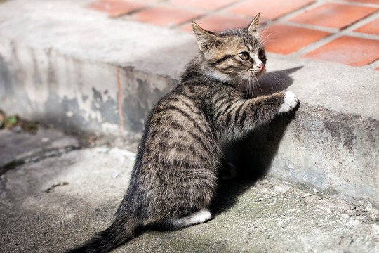 猫 虎斑猫 猫咪 宠物猫 家畜