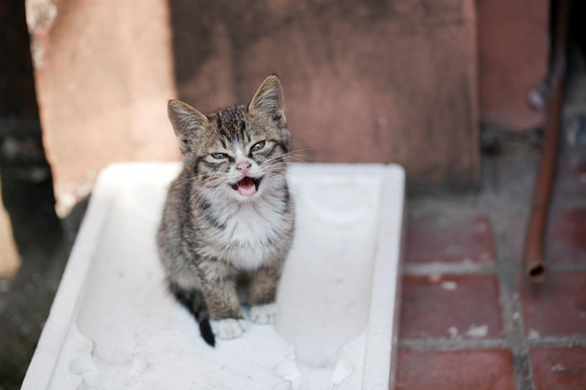 猫 虎斑猫 猫咪 宠物猫 家畜