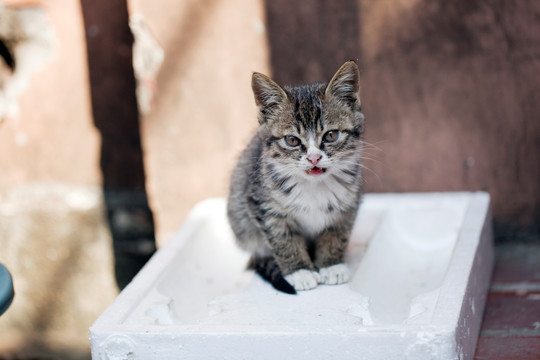 猫 虎斑猫 猫咪 宠物猫 家畜