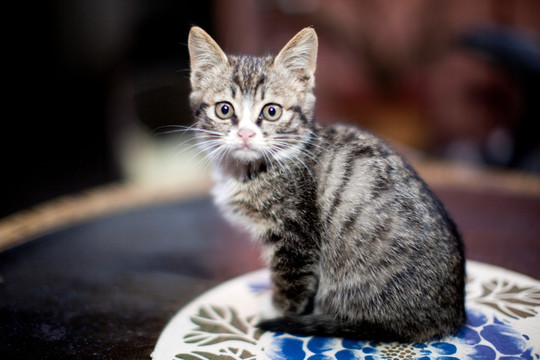 猫 虎斑猫 猫咪 宠物猫 家畜