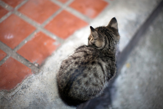 猫 虎斑猫 猫咪 宠物猫 家畜