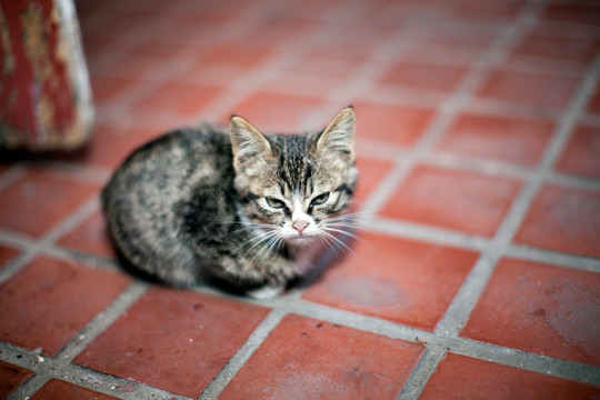 猫 虎斑猫 猫咪 宠物猫 家畜